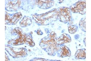 Formalin-fixed, paraffin-embedded human placenta stained with Periostin (POSTN) Mouse Monoclonal Antibody (POSTN/3503).