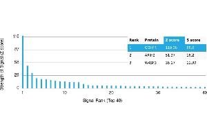 Protein Array (PAr) image for anti-GTP Cyclohydrolase I Feedback Regulator (GCHFR) antibody (ABIN7456345) (GCHFR 抗体)