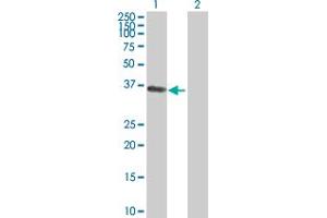 Western Blot analysis of PHLDA1 expression in transfected 293T cell line by PHLDA1 MaxPab polyclonal antibody. (PHLDA1 抗体  (AA 1-259))