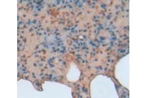 IHC-P analysis of Rat Tissue, with DAB staining. (BCL3 抗体  (AA 127-376))