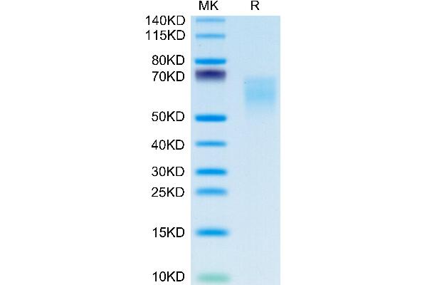 CD86 Protein (CD86) (His-Avi Tag)