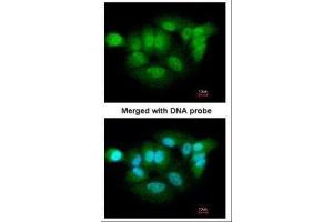 ICC/IF Image Immunofluorescence analysis of paraformaldehyde-fixed A549, using XPNPEP3, antibody at 1:200 dilution. (XPNPEP3 抗体)