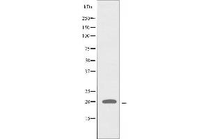 Western blot analysis of extracts from 293 cells using RPL28 antibody. (RPL28 抗体)