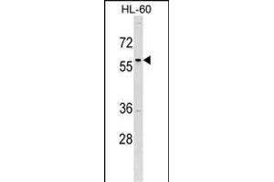 Western Blotting (WB) image for anti-Transcription Factor AP-2 delta (Activating Enhancer Binding Protein 2 Delta) (TFAP2D) (AA 308-336), (C-Term) antibody (ABIN1537108)
