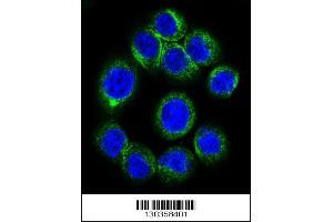 Confocal immunofluorescent analysis of EPOR Antibody with Hela cell followed by Alexa Fluor 488-conjugated goat anti-rabbit lgG (green). (EPO 抗体  (AA 329-357))