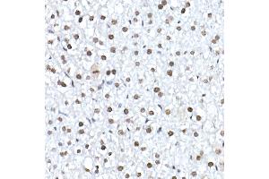 Immunohistochemistry of paraffin-embedded mouse liver using Nucleolin Rabbit mAb (ABIN7269035) at dilution of 1:25 (40x lens). (Nucleolin 抗体)