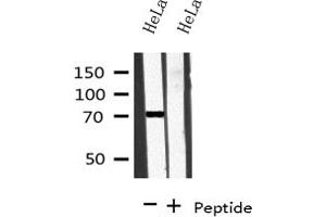 Western blot analysis on HeLa cell lysate using BRD7 Antibody (BRD7 抗体  (Internal Region))
