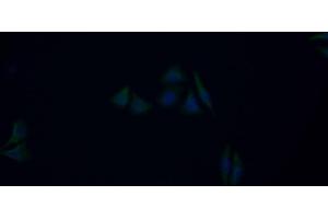 Immunofluorescence (IF) image for anti-Matrix Metallopeptidase 9 (Gelatinase B, 92kDa Gelatinase, 92kDa Type IV Collagenase) (MMP9) (AA 225-390) antibody (ABIN7432016)