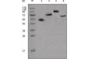 Image no. 1 for Mouse anti-Human IgG (Fc Region) antibody (ABIN1498828) (小鼠 anti-人 IgG (Fc Region) Antibody)