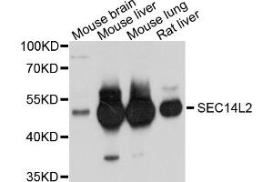 Western blot analysis of extracts of various cell lines, using SEC14L2 antibody. (SEC14L2 抗体)