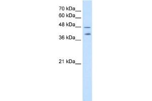 WB Suggested Anti-PSG1 Antibody Titration:  2. (PSG1 抗体  (C-Term))