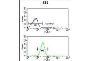 GCLM Antibody (C-term) (ABIN653046 and ABIN2842657) flow cytometric analysis of 293 cells (bottom histogram) compared to a negative control cell (top histogram). (GCLM 抗体  (C-Term))