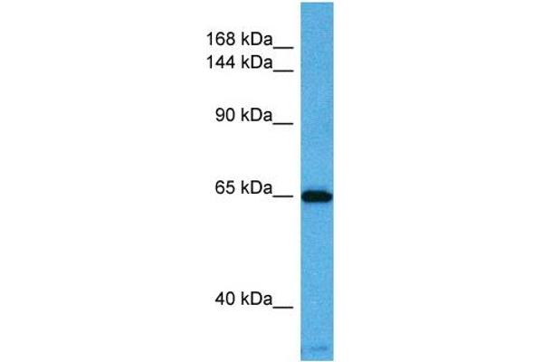 KCNQ2 抗体  (N-Term)