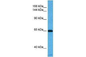 Host:  Mouse  Target Name:  KCNQ2  Sample Tissue:  Mouse Pancreas  Antibody Dilution:  1ug/ml (KCNQ2 抗体  (N-Term))