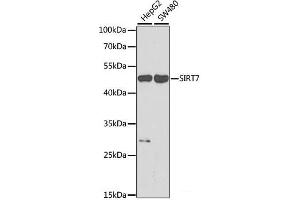 Western blot analysis of extracts of various cell lines using SIRT7 Polyclonal Antibody at dilution of 1:1000. (SIRT7 抗体)