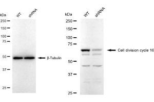 Western blotting analysis using Cell division cycle 16 antibody (ABIN7798003). (Recombinant CDC16 抗体)