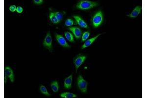 Immunofluorescence staining of A549 cells with ABIN7167433 at 1:230, counter-stained with DAPI. (RAMP2 抗体  (AA 43-145))
