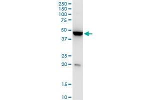 KLF13 monoclonal antibody (M01), clone 1D3. (KLF13 抗体  (AA 31-72))