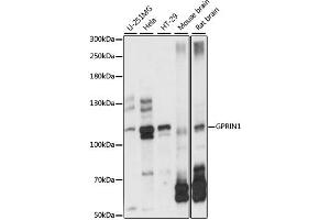 Western blot analysis of extracts of various cell lines, using GPRIN1 antibody.