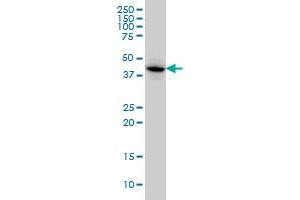 MAPKAPK3 monoclonal antibody (M01), clone 3F4 Western Blot analysis of MAPKAPK3 expression in HeLa . (MAPKAP Kinase 3 抗体  (AA 272-382))