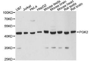 Western blot analysis of extracts of various cell lines, using PGK2 antibody. (PGK2 抗体  (AA 242-360))