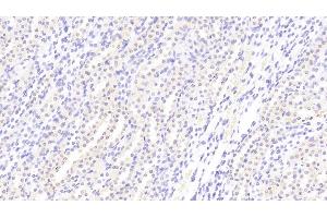 Immunohistochemistry (IHC) image for anti-Klotho (KL) (AA 517-956) antibody (ABIN7436552)