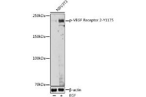 Western blot analysis of extracts of NIH/3T3 cells, using Phospho-VEGF Receptor 2-Y1175 antibody (ABIN3020297, ABIN3020298, ABIN3020299, ABIN1681721 and ABIN1681722) at 1:1000 dilution. (VEGFR2/CD309 抗体  (pTyr1175))