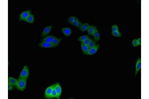 Immunofluorescent analysis of HepG2 cells using ABIN7148449 at dilution of 1:100 and Alexa Fluor 488-congugated AffiniPure Goat Anti-Rabbit IgG(H+L) (CNKSR3 抗体  (AA 301-555))