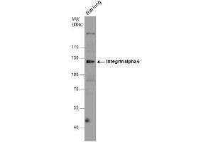 WB Image Rat tissue extract (50 μg) was separated by 7. (ITGA6 抗体  (Internal Region))