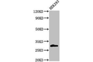Western Blot Positive WB detected in: HEK293 whole cell lysate All lanes: KCNIP3 antibody at 2 μg/mL Secondary Goat polyclonal to rabbit IgG at 1/50000 dilution Predicted band size: 30, 27 kDa Observed band size: 30 kDa (DREAM 抗体  (AA 1-145))