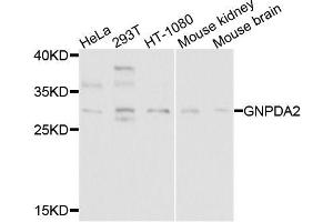 Western blot analysis of extracts of various cell lines, using GNPDA2 antibody (ABIN5995816) at 1/1000 dilution. (GNPDA2 抗体)