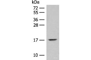 Western blot analysis of Mouse lung tissue lysate using ISCU Polyclonal Antibody at dilution of 1:400 (ISCU 抗体)