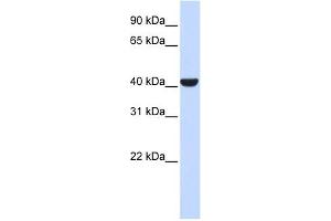 ERLIN2 antibody used at 1 ug/ml to detect target protein. (ERLIN2 抗体  (Middle Region))