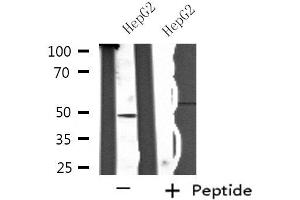 Western blot analysis of extracts from HepG2 cells, using SH2D2A antibody. (SH2D2A 抗体  (C-Term))