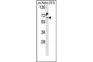 Western blot analysis of KLC2 Antibody (C-Term) in Mouse NIH-3T3 cell line lysates (35ug/lane). (KLC2 抗体  (C-Term))