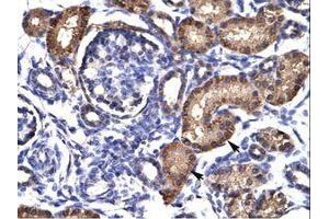 Image no. 1 for anti-Aryl Hydrocarbon Receptor (AHR) (AA 78-127) antibody (ABIN202935) (Aryl Hydrocarbon Receptor 抗体  (AA 78-127))