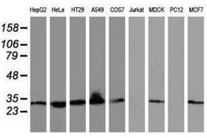 Image no. 3 for anti-Bridging Integrator 3 (BIN3) antibody (ABIN1496923) (BIN3 抗体)
