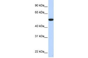 Western Blotting (WB) image for anti-Chromosome 9 Open Reading Frame 43 (C9orf43) antibody (ABIN2459928) (C9orf43 抗体)