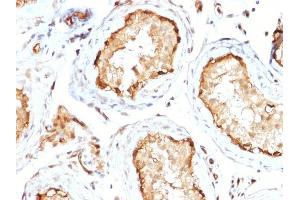 Formalin-fixed, paraffin-embedded human Testis stained with 14-3-3E Mouse Monoclonal Antibody (CPTC-YWHAE-1). (YWHAE 抗体)