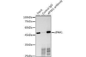 Immunoprecipitation (IP) image for anti-Eukaryotic Translation Initiation Factor 4A1 (EIF4A1) (AA 1-406) antibody (ABIN6140076)
