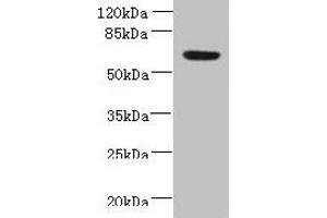 Western blot All lanes: NXPE1 antibody at 4 μg/mL + Human high value serum Secondary Goat polyclonal to rabbit IgG at 1/10000 dilution Predicted band size: 64, 47 kDa Observed band size: 64 kDa (FAM55A 抗体  (AA 1-405))