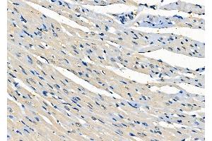 ABIN6261047 and ABIN6278023 at 1/100 staining Rat heart tissue by IHC-P. (CRTC3 抗体  (Internal Region))
