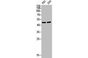 Western Blot analysis of VEC 293 cells using Phospho-HDAC8 (S39) Polyclonal Antibody (HDAC8 抗体  (pSer39))