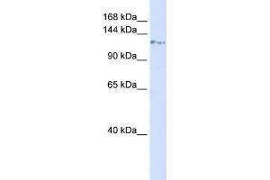 WB Suggested Anti-KIF5C Antibody Titration: 0. (KIF5C 抗体  (N-Term))