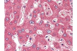 Human Liver (formalin-fixed, paraffin-embedded) stained with TSLPat 2. (Thymic Stromal Lymphopoietin 抗体)