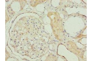 Immunohistochemistry of paraffin-embedded human kidney tissue using ABIN7142385 at dilution of 1:100 (MRPL27 抗体  (AA 1-148))