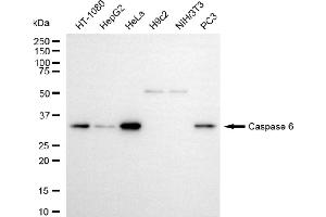 Western blotting analysis using caspase 6 antibody (ABIN7797899). (Recombinant Caspase 6 抗体)