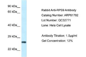 Western Blotting (WB) image for anti-Ribosomal Protein S9 (RPS9) (N-Term) antibody (ABIN786495) (RPS9 抗体  (N-Term))