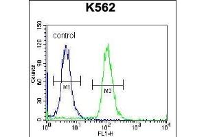 ELX Antibody (N-term) (ABIN657093 and ABIN2846251) flow cytometric analysis of K562 cells (right histogr) compared to a negative control cell (left histogr). (AMELX 抗体  (N-Term))
