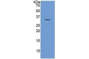 Western Blotting (WB) image for Calpain 1 (CAPN1) ELISA Kit (ABIN6720475)